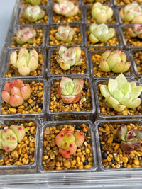 Clear Plastic Succulent Planters with Drainage Holes, Mini Square Nursery Pots for Seedlings and Cuttings
