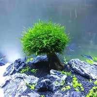 Aquarium Moss Tree Driftwood Decoration for Fish Tank Landscaping