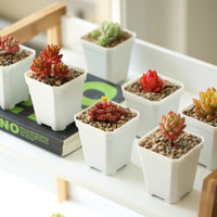 Thickened White Square Plastic Succulent Planter Pot for Seedlings and Cuttings