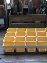 Thickened Plastic Succulent Planter with 15-Cell Drip Tray for Seedling Propagation