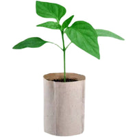 Biodegradable Paper Pot Seedling Starter Kit for Greenhouse Gardening