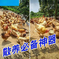 Chicken Feeder Trough and Waterer for Poultry