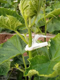 Plant Support Clips for Tomatoes, Cucumbers, and Vine Crops - Greenhouse Trellising Clips