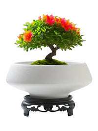 Bergamot Moss Ball Ceramic Planter with Tray, Matte Desktop Hydroponic Pot for Plants