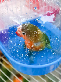 Bird Bath Tub for Small Parrots and Finches, Universal Design with Water Injector