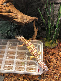 Reptile Egg Incubation Box with Divider for Lizards, Geckos, and Tortoises