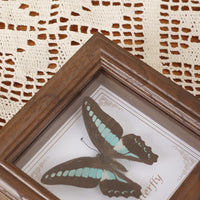 European Retro Hollow 3D Specimen Display Frame for Butterflies and Insects, Square Wooden Picture Frame