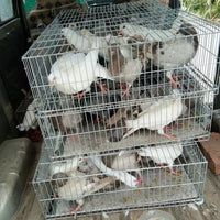 ChaoDa Multi-Purpose Thickened and Encrypted Poultry Transport Cage for Chickens, Pigeons, Rabbits, and Birds