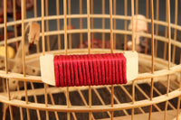 Bird Beak Grinder with Sandpaper for Myna Thrush Starling Birds