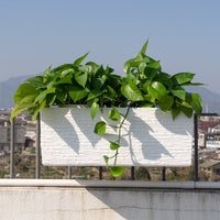 Window Rail Hanging Planter Box for Balcony and Ledge