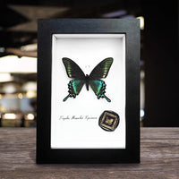 3D Shadow Box Display Frame with 2cm Depth for Specimens, DIY Art, and Photos