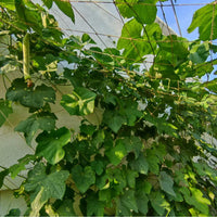 Agricultural Plant Climbing Netting for Fruits, Vegetables, and Decorative Vines