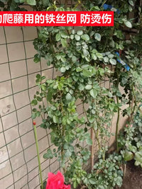 Garden Plant Climbing Net for Roses and Vines, Trellis Support Mesh for Outdoor Wall Climbing