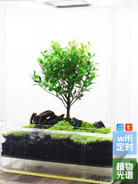 Acrylic Terrarium Propagation Box for Moss, Seedlings and Micro Landscape Growing