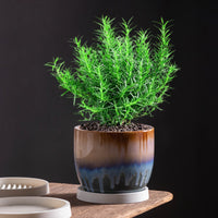 Ceramic Plant Pot Saucer White Breathable Drip Tray for Indoor Outdoor Green Plants