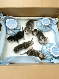 Reusable Pet Cooling Ice Pack Mat for Cats and Small Dogs, Outdoor Summer Heat Relief Pad