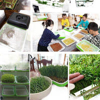 Seed Sprouting Tray with Lid - Hydroponic Bean Sprout and Seedling Germination Kit