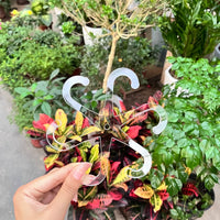Plant Support Stake for Monstera and Potted Green Plants, Anti-Toppling Garden Fixator