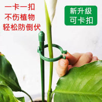Plant Support Stakes for Tomatoes, Peppers and Climbing Flowers