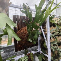 Large Carbonized Wood Fern Mounting Board for Staghorn Ferns and Orchids