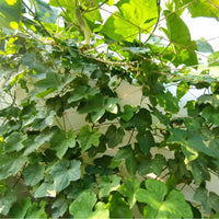 Agricultural Plant Climbing Netting for Fruits, Vegetables, and Decorative Vines