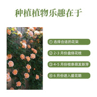 Outdoor Raised Garden Bed Planter Box for Balcony and Rooftop Vegetable Gardens