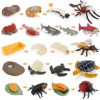 Life Cycle Figurines Montessori Educational Toys for Kids