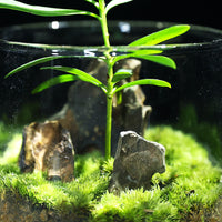 Miniature Pine Mountain Terrarium Kit with Moss Plants and Glass Vase for DIY Desktop Decor