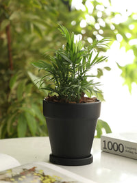 Classic Terracotta Planter Pot with Tray for Indoor Plants