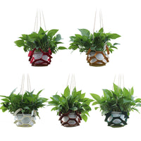 Hanging Planter Basket for Succulents & Green Plants, Indoor Wall-Mounted Plant Holder Net Pot for Garden Decor