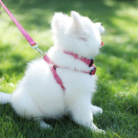 Adjustable No-Pull Pet Harness with Leash for Dogs, Breathable and Lightweight