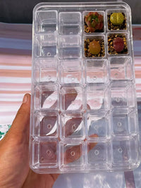 Clear Plastic Succulent Planters with Drainage Holes, Mini Square Nursery Pots for Seedlings and Cuttings