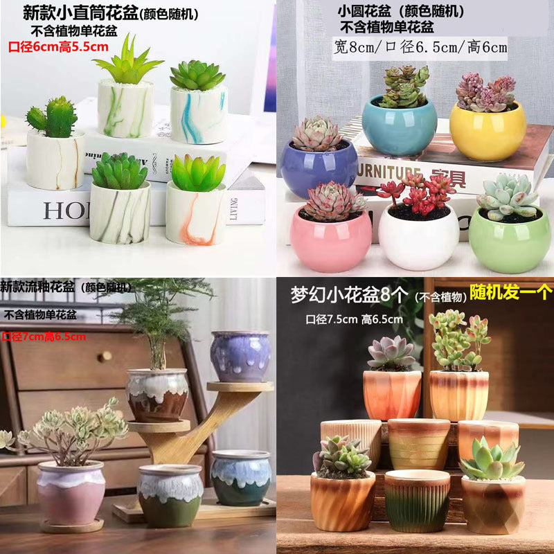 Jinglang Gardening Succulent Planter Pot with Cute Animal and Fruit Designs for Home Decor