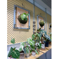 Minimalist Floor-to-Ceiling Aluminum Plant Stand Living Room Planter Shelf Storage Rack