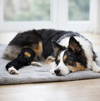 Dog Hock Joint Brace with Adjustable Straps for Support and Injury Recovery
