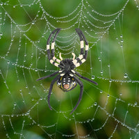 Realistic Golden Orb Weaver Spider Model for Kids, Halloween Prank Toy & Educational Ornament