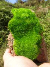 Miniature Landscape Moss Simulation Grass Powder for DIY Sand Table Models and Fish Tank Decor