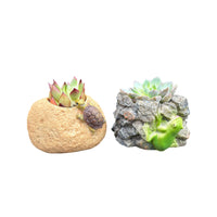 Creative Animal Shaped Resin Planter for Balcony Garden Decor - Turtle & Frog Designs