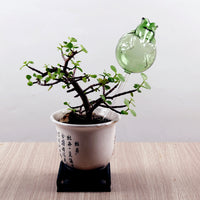 Automatic Gravity Drip Plant Waterer for Indoor/Outdoor Plants