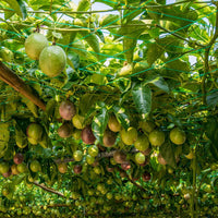 Plant Climbing Net for Vine Plants, Vegetables, and Fruits - Garden Trellis Netting