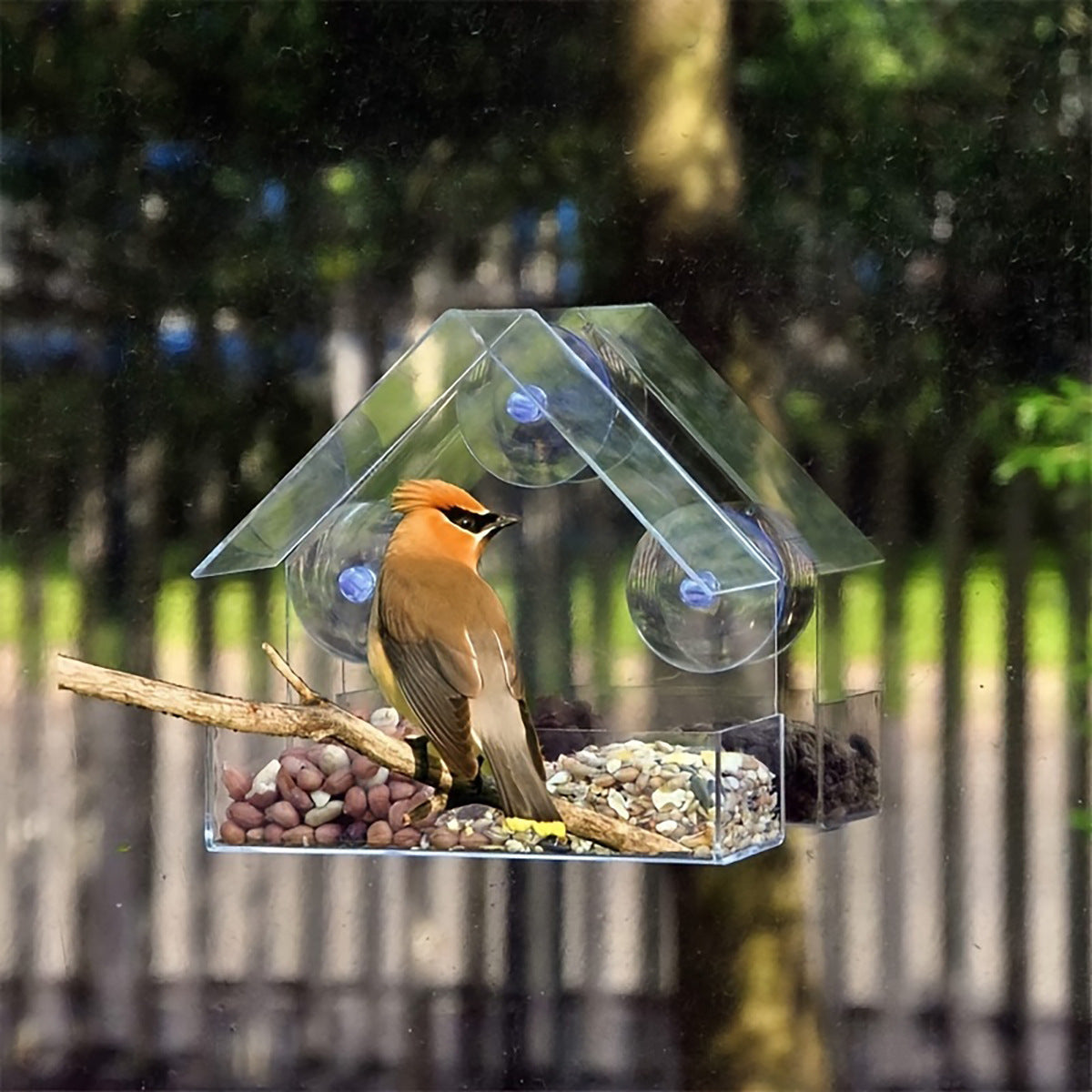 Window Mounted Clear Acrylic Bird Feeder with Suction Cups for Parrots and Wild Birds