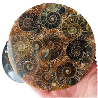 Madagascar Natural Ammonite Fossil Disc, Polished Nautilus Specimen for Display