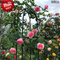 Garden Arch Trellis for Climbing Plants, Metal Rose Archway for Outdoor Vines, Grapes, and Vegetables