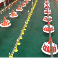 Automatic Chicken Feeding and Watering System Equipment Accessories for Poultry Farms