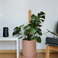 Coir Moss Pole for Climbing Plants, Extendable Coconut Fiber Plant Support Stake