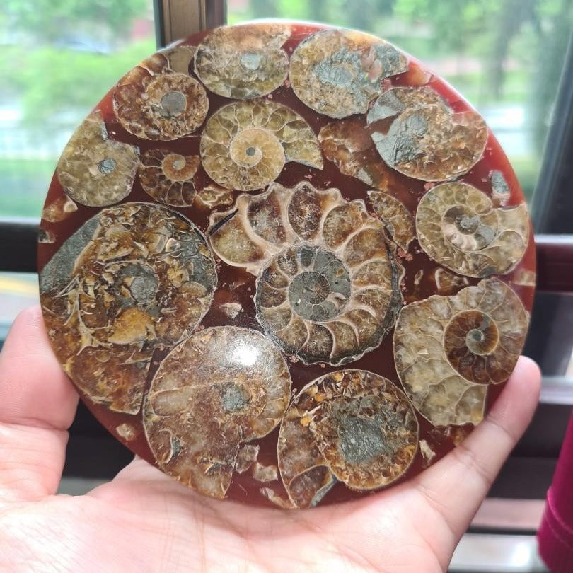 Madagascar Natural Ammonite Fossil Disc, Polished Nautilus Specimen for Display