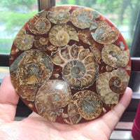 Madagascar Natural Ammonite Fossil Disc, Polished Nautilus Specimen for Display