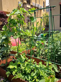 Plant Support Stakes for Climbing Vines, Tomatoes, Beans, Cucumbers - Coated Steel Garden Trellis Poles