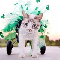 Pet Cat Wheelchair for Hind Leg Rehabilitation - Lightweight Support for Disabled Cats