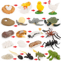 Life Cycle Figurines Montessori Educational Toys for Kids